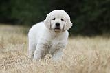 GOLDEN RETRIEVER 705